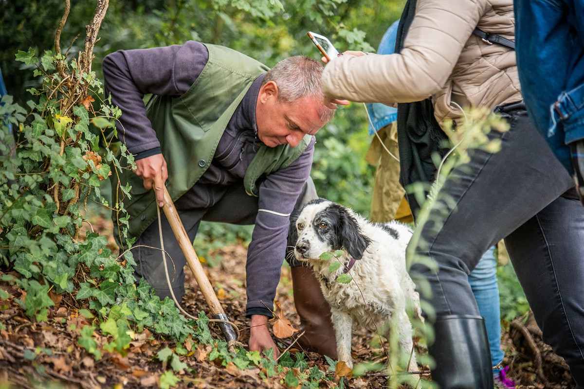 truffle hunting, Truffle Hunting in Tuscany